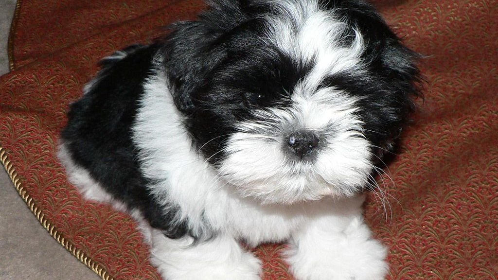 7 Dog Breeds Unsuitable for Zodiac Sign Virgo (Try These 5 Instead)