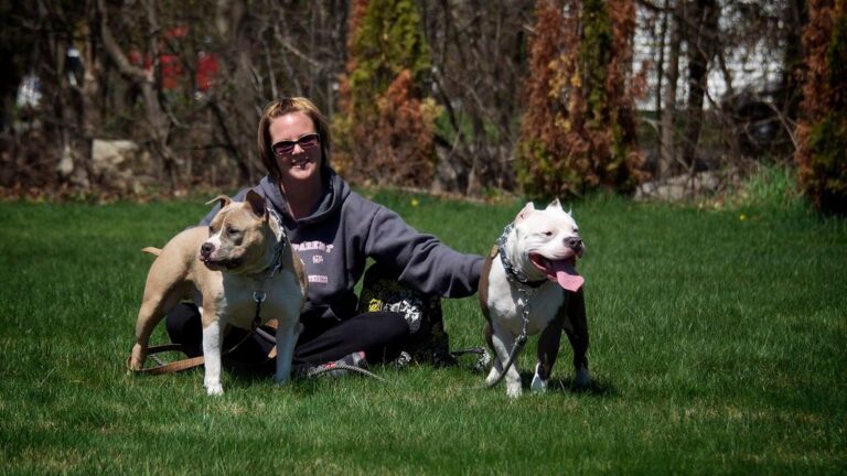 Why American Pit Bulls Don't Deserve Their Bad Reputation