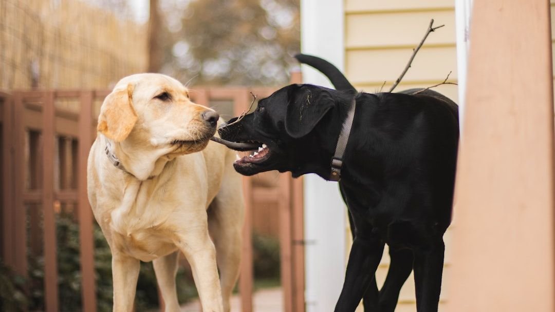 Why Keeping Two Dogs Are Better Than One