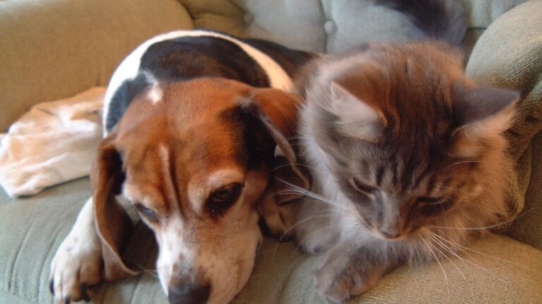 15 Dog Breeds That Are Surprisingly Good with Cats (and Other Small Pets)