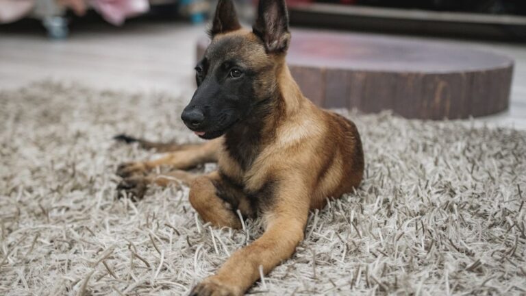 8 Dogs Slow to Trust Humans (And 4 Instant Bonders)
