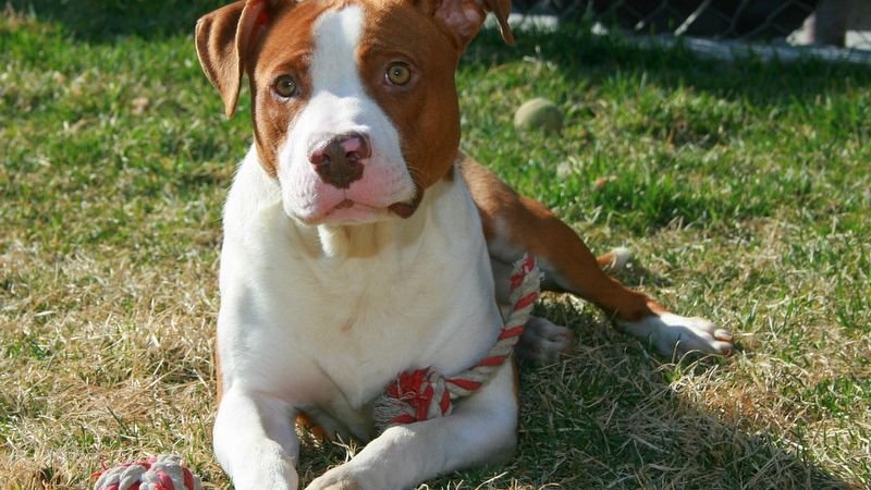 The Gentle Side of Staffordshire Pit Bull Terriers No One Talks About