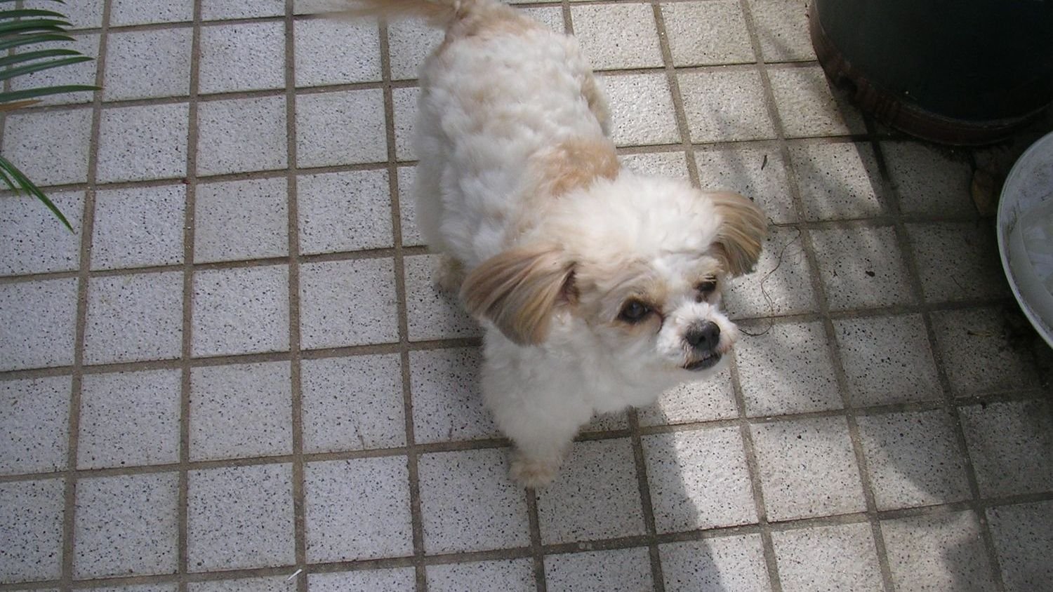 Unveiling the Hidden Language of Your Dog’s Tail Wags and What They Truly Mean