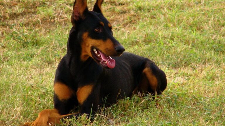 What If Your Dog's 'Stubbornness' is Actually a Sign of Their Unique Intelligence?