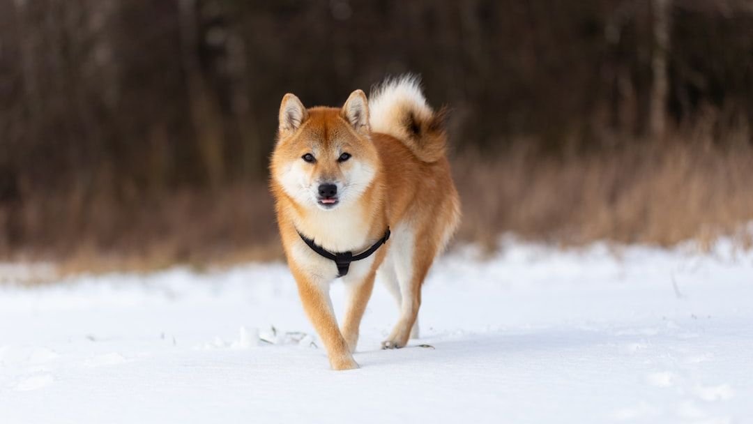 10 Dog Breeds That Love to Frolic in Snow