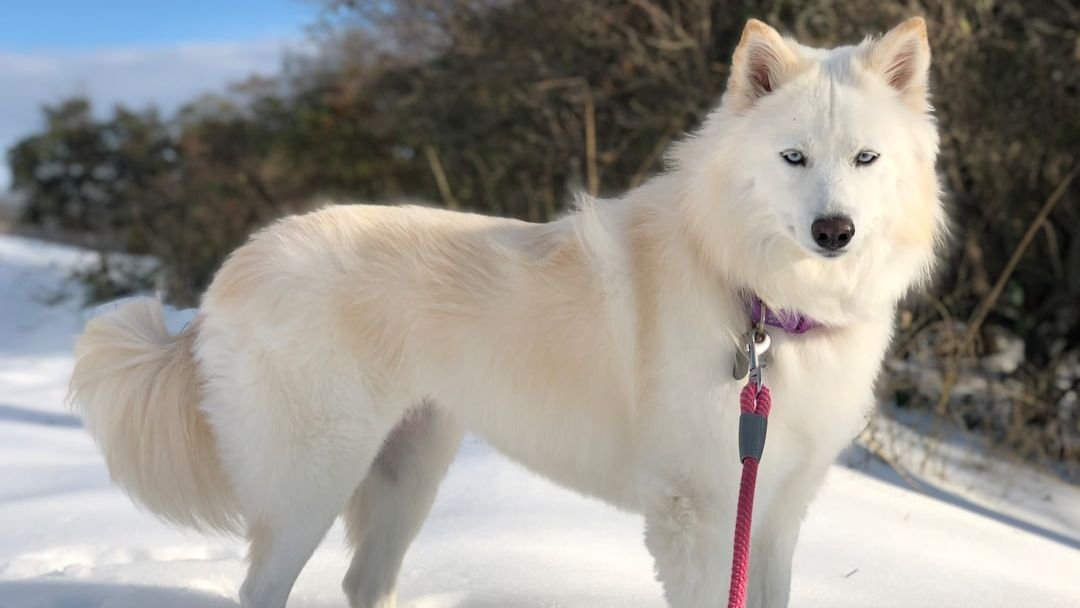 Should I Let My Husky Keep Playing in The Snow?