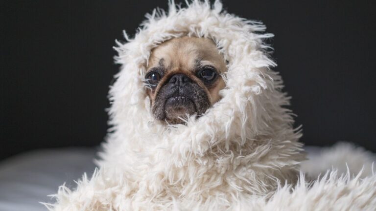 8 Dog Breeds That Just Hate The Snow (And Prefer a Cozy Fireplace Instead)