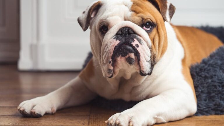 9 Dog Breeds That You Should Never Play Rough With