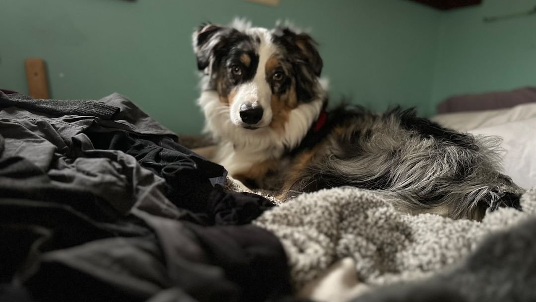 8 Dog Breeds That Will Test Your Patience Daily