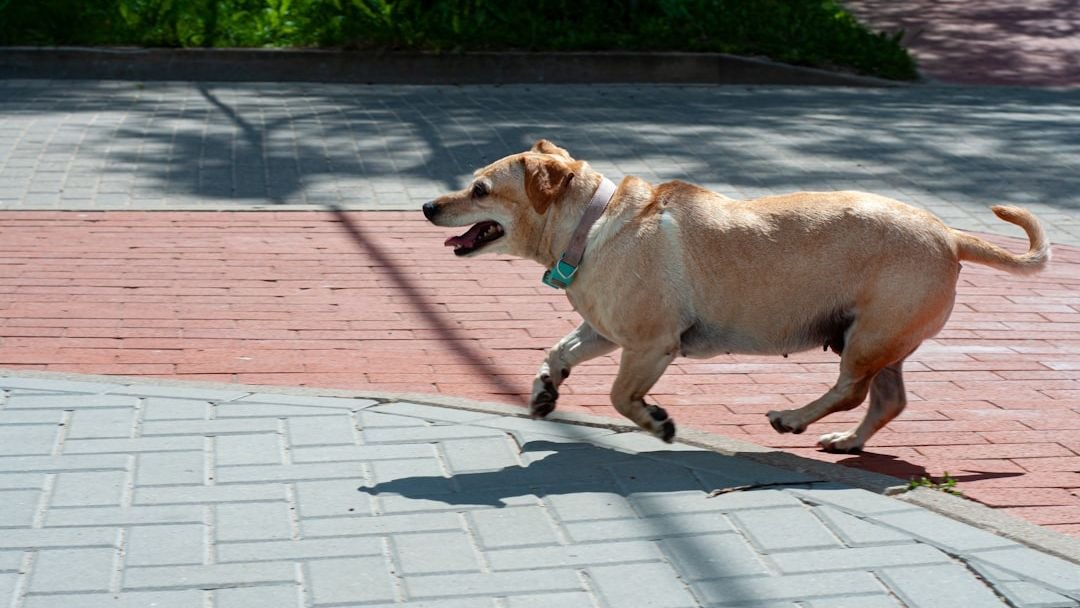 How to Manage a Hyperactive Dog