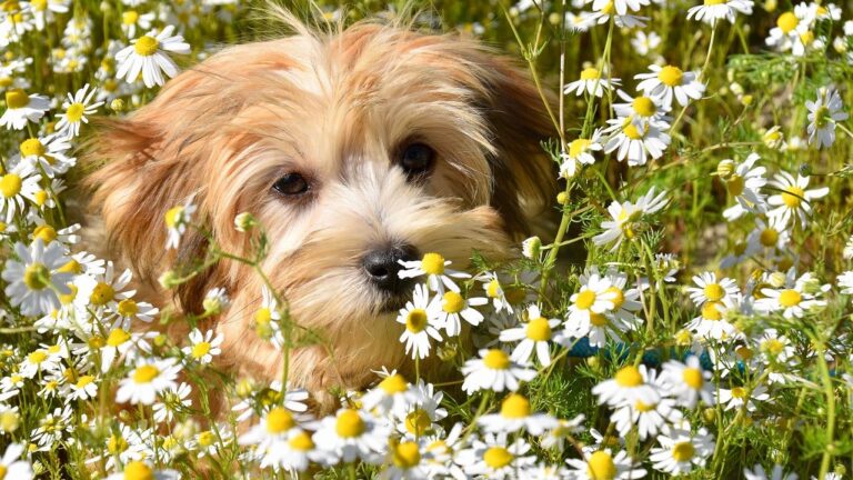 8 Small Dog Breeds That Offer Big Love for Older Adults