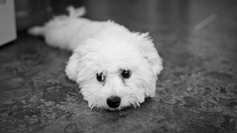 12 Dog Breeds That Are Surprisingly Quiet and Calm in Apartment Settings