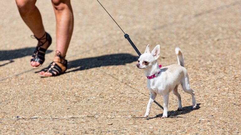 8 Dogs That Stress Busy Owners (And 4 Low Maintenance Breeds)