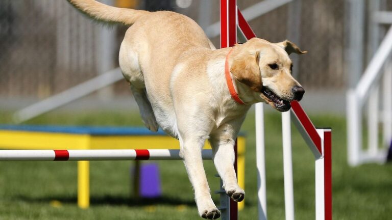 8 Dogs Unsuitable for Retirees [And 4 Senior Friendly Companions]