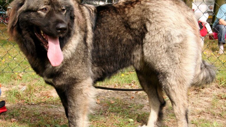 8 Dogs Slow to Trust Humans (and 4 Instant Bonders)