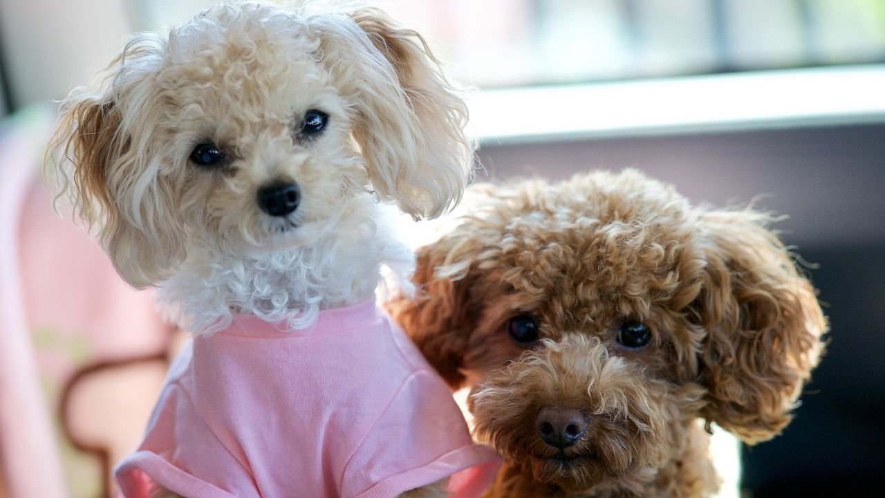 8 Dogs That Hate Routine Changes (And 4 Adaptable Breeds)