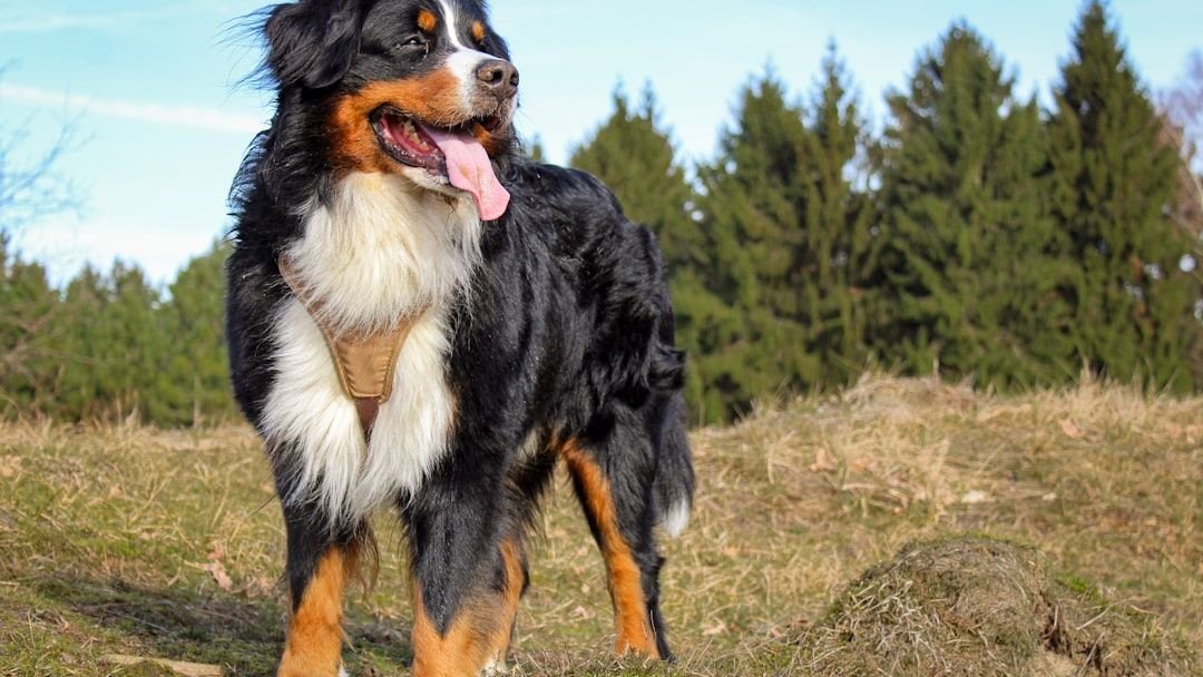 15 Dog Breeds That Are Natural Born Nannies for Your Grandchildren
