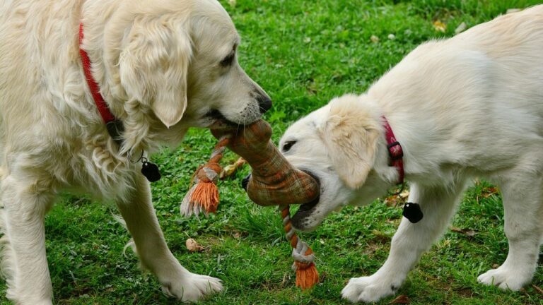 6 Things Never to Do When a Dog Attacks