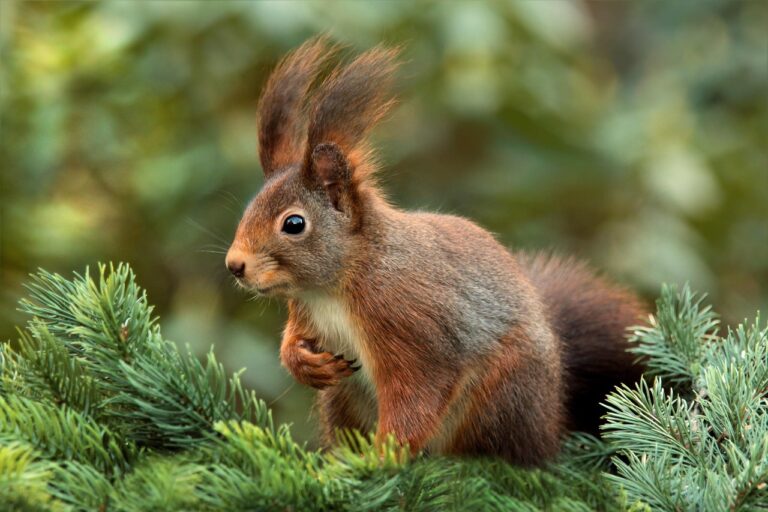 Squirrel Removal Minneapolis