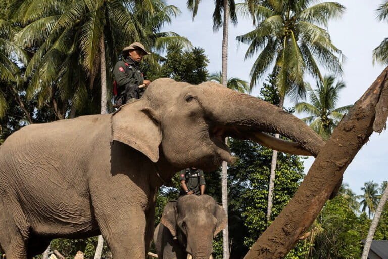 Veteran Sumatran Elephants Tackle Debris in Aceh’s Cyclone Aftermath