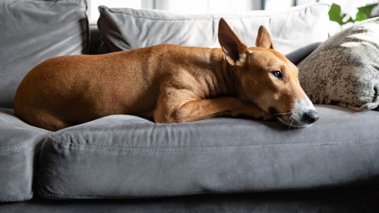 Why Earth Signs Need Calm Grounded Dogs More Than High Energy Breeds