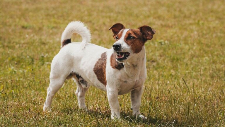 Popular Dog Breeds That Are Far More Difficult Than Advertised
