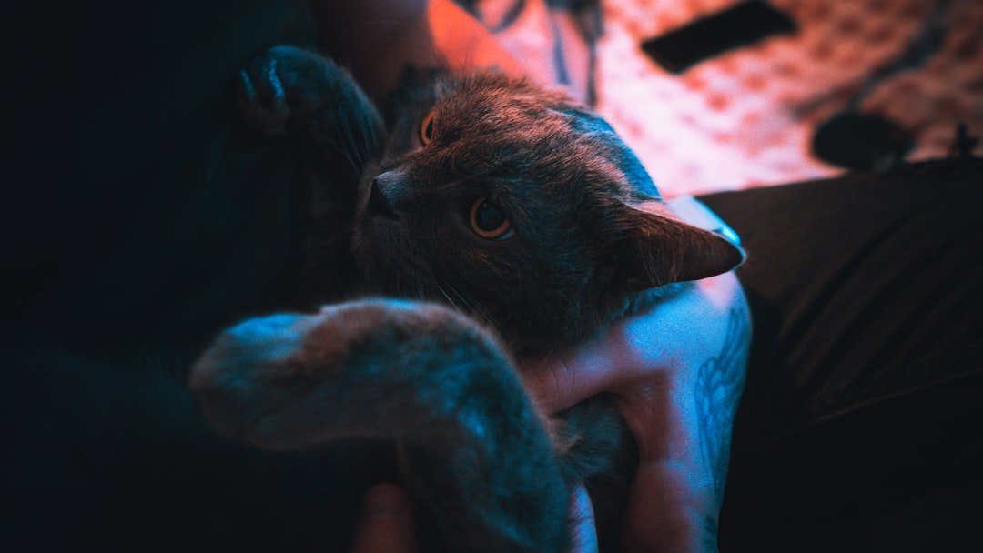 Tiny Frozen Kitten is Rescued And Has The Warmest Personality