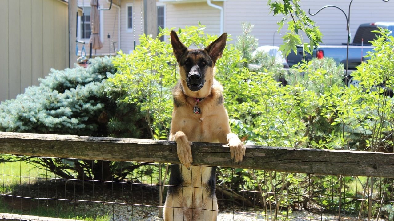 Intelligent Dog Breeds That Outsmart Their Owners in Bad Ways