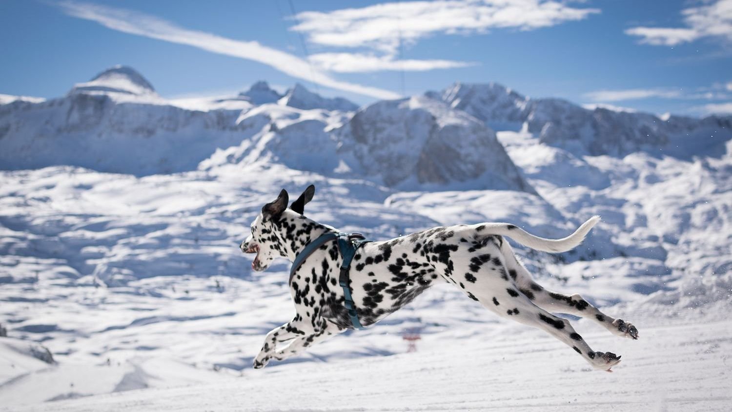 10 Dog Breeds That Can Keep Up With Fire Sign Energy and Enthusiasm