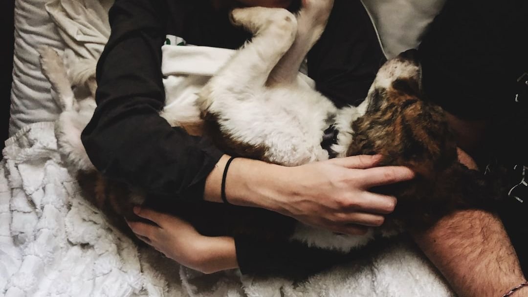 Why Does Your Dog Always Choose Your Side of the Bed?