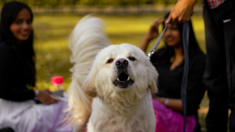 How Can Your Dog's Barking Actually Be a Good Thing?