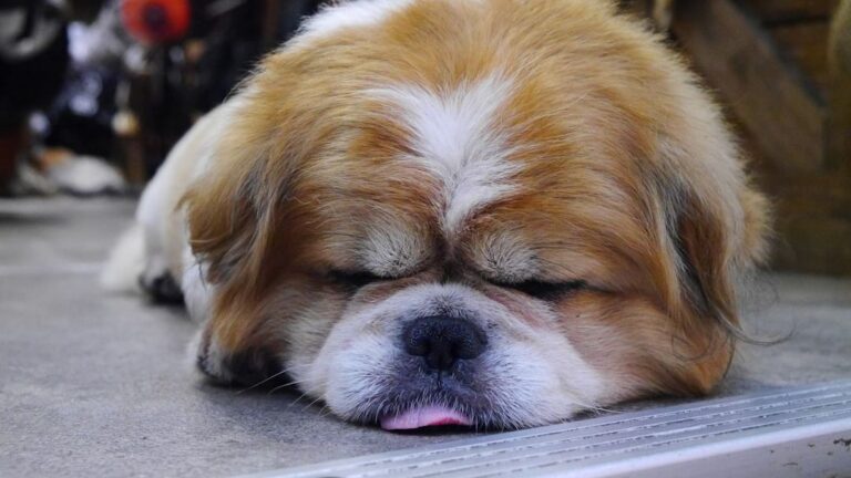 Is Your Dog's Snoring a Sign of Contentment or Concern?
