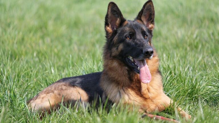 8 Dogs Fire Signs Love for Adventure, Excitement and Loyalty