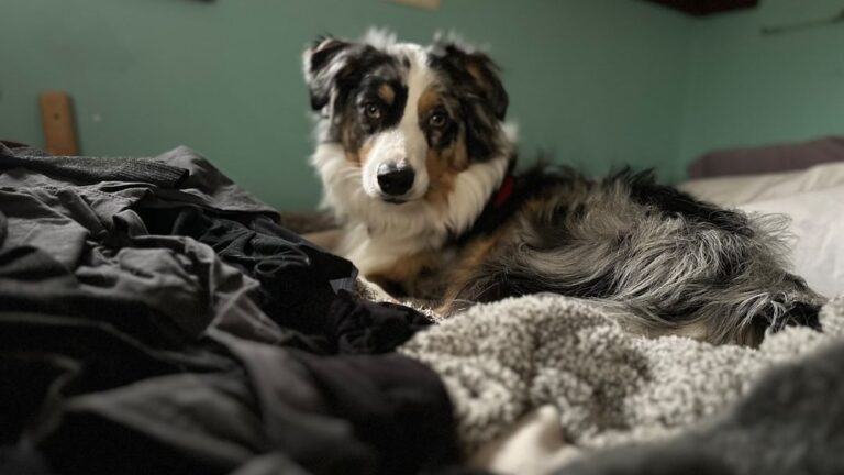 Dog Breeds That Are Emotionally Too Intense for Most Families