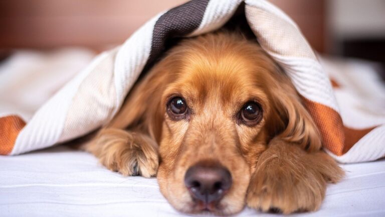 A Calm Home Environment Cultivates A Happier Dog
