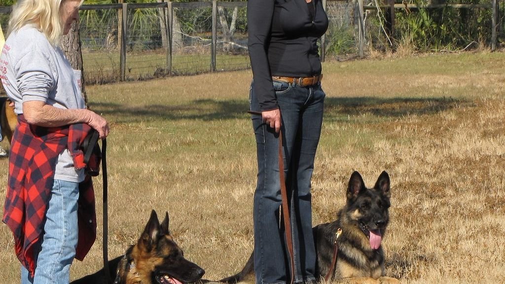 Forget Old Myths: Senior Dogs Are Full of New Tricks