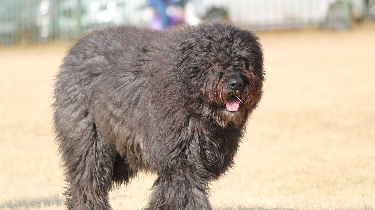 Large Dog Breeds That Are Harder to Manage Than People Expect