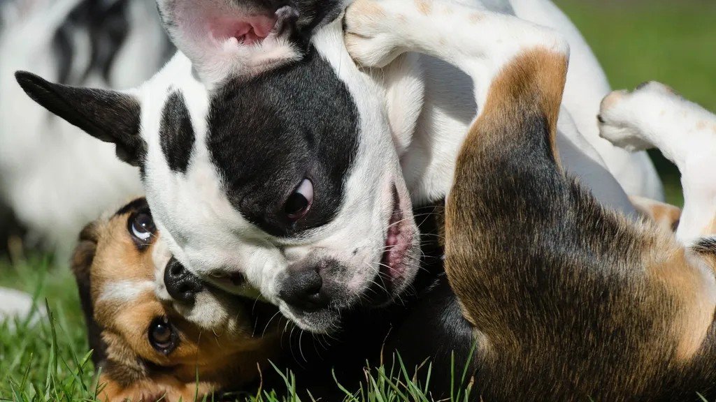 7 Surprising Benefits of Daily Playtime for Your Dog