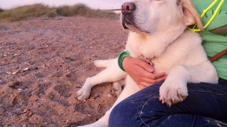12 Unexpected Ways Dogs Show You They're Thankful