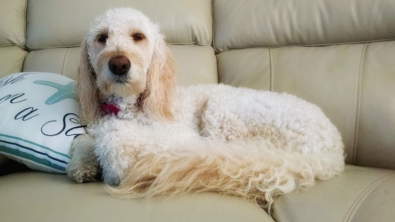 8 Genius Ways to Keep Your Dog Warm in Winter Cold of Chicago