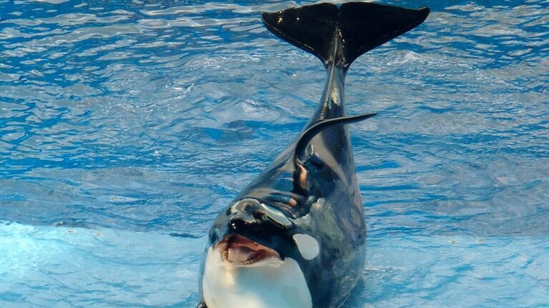 SeaWorld Announces Death of 'Beloved' Killer Whale Katina at 50