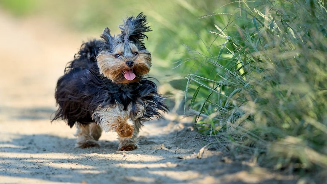 Why Your Dog’s ‘Zoomies’ Might Be a Cry for More (And What to Do About It)