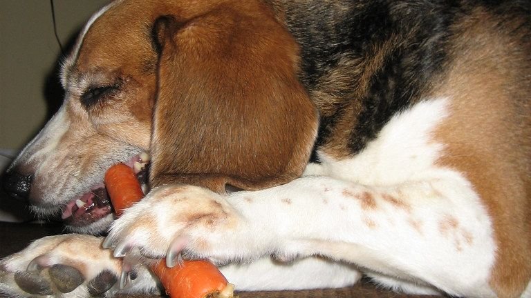 8 Simple Hacks to Keep Your Dog’s Teeth Clean (Vet Bills Optional!)