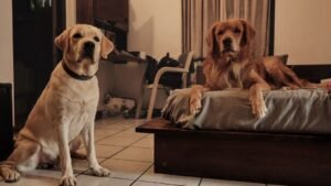 Holiday Guests: How to Help Your Dog Cope