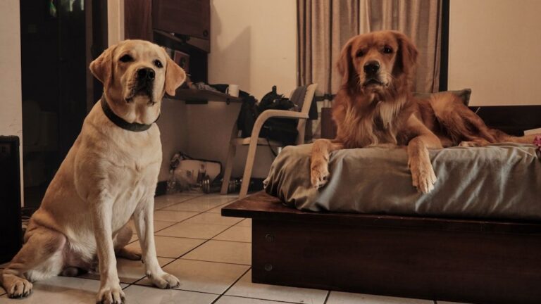 Holiday Guests: How to Help Your Dog Cope