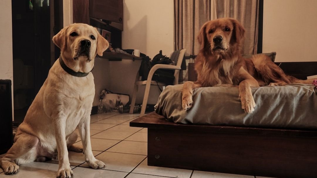 Holiday Guests: How to Help Your Dog Cope