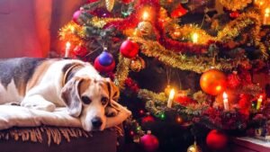Is Your Dog Dreaming of a White Christmas?
