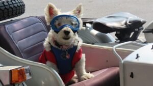 Your Dog Deserves the Best Holiday Ever