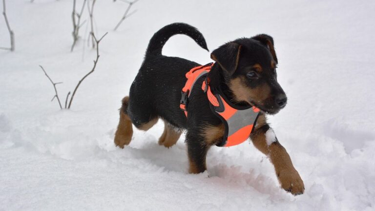 Why Your Dog Loves Snow (And You Should Too)