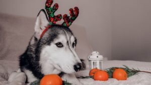 How to Take the Perfect Holiday Dog Photo